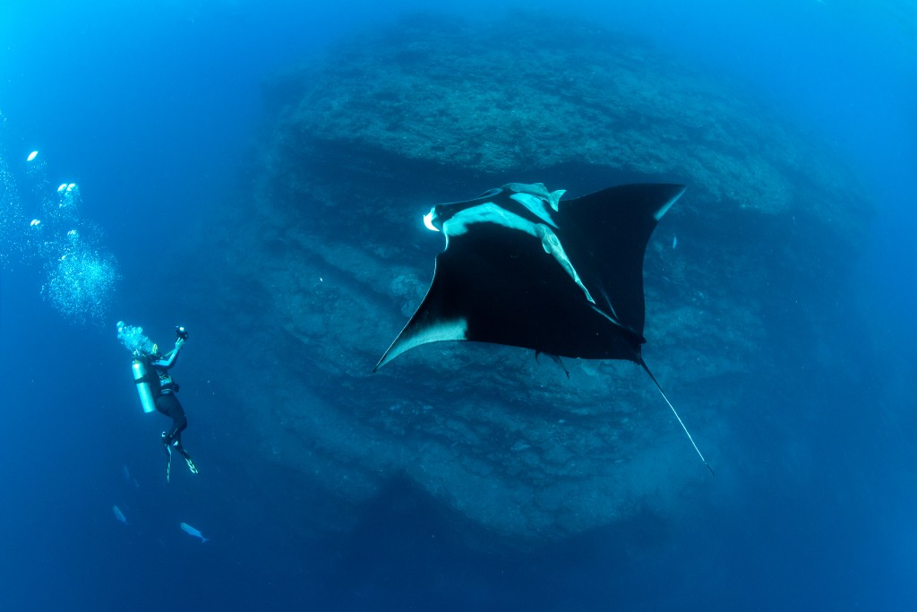 A diver has a close encounter with a giant oceanic manta © Franco Banfi