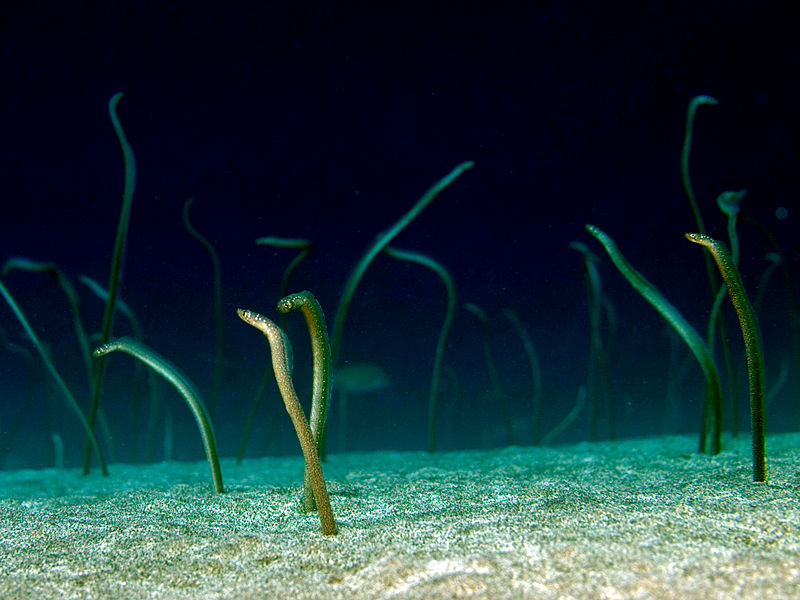 Garden Eels on the seabed © Nick Hobgood