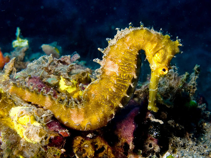 Spiny seahorse at Tasi Tolu © Nick Hobgood