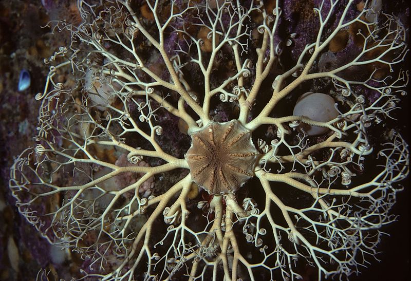 The basket star is described to have a central disk with thick arms and short vein-like tendrils branching out. © Wikimedia Commons