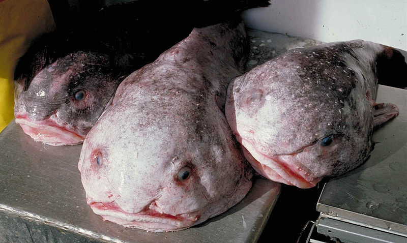 The blobfish, while lacking a gas bladder, is compensated with a near-absent skeleton and a jelly-like body © Wikimedia Commons