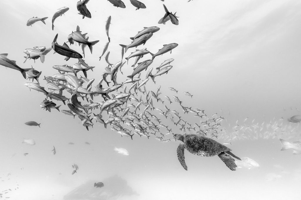 México, Baja California, Sea of Cortez, Cabo Pulmo. A sea turtle and a school of fish swimming above the remains of a shipwreck. © Christian Vizl