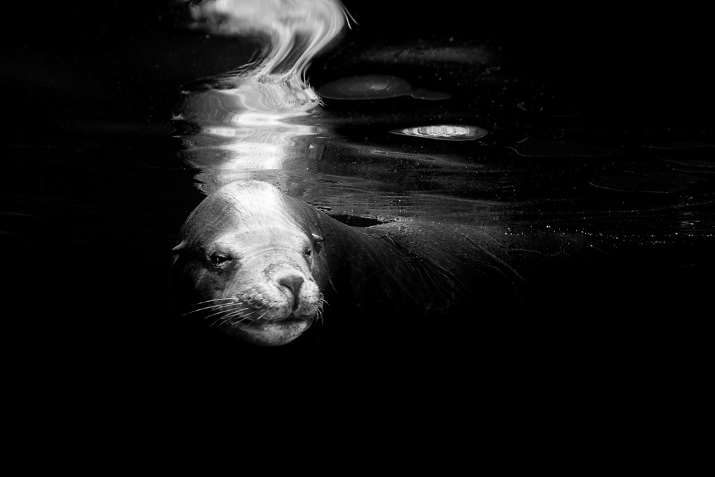 México, Baja California, Sea of Cortez, La Paz. Portrait of a male sea lion swimming at la lobera. © Christian Vizl