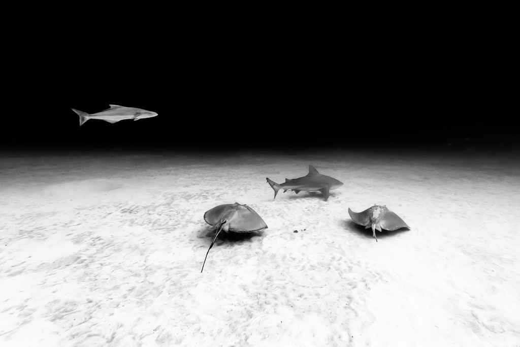 México, Quintana Roo, Playa del Carmen. A bull shark, two southern stingrays and a cobia swimming some 60 ft deep in a sandy bottom. © Christian Vizl