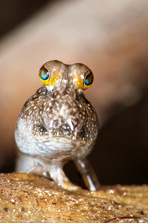 The eyes of the mud skipper are actually better adapted to see in air than water © Umeed Mistry