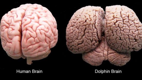 Side by side you can see the difference between a human and dolphin brain