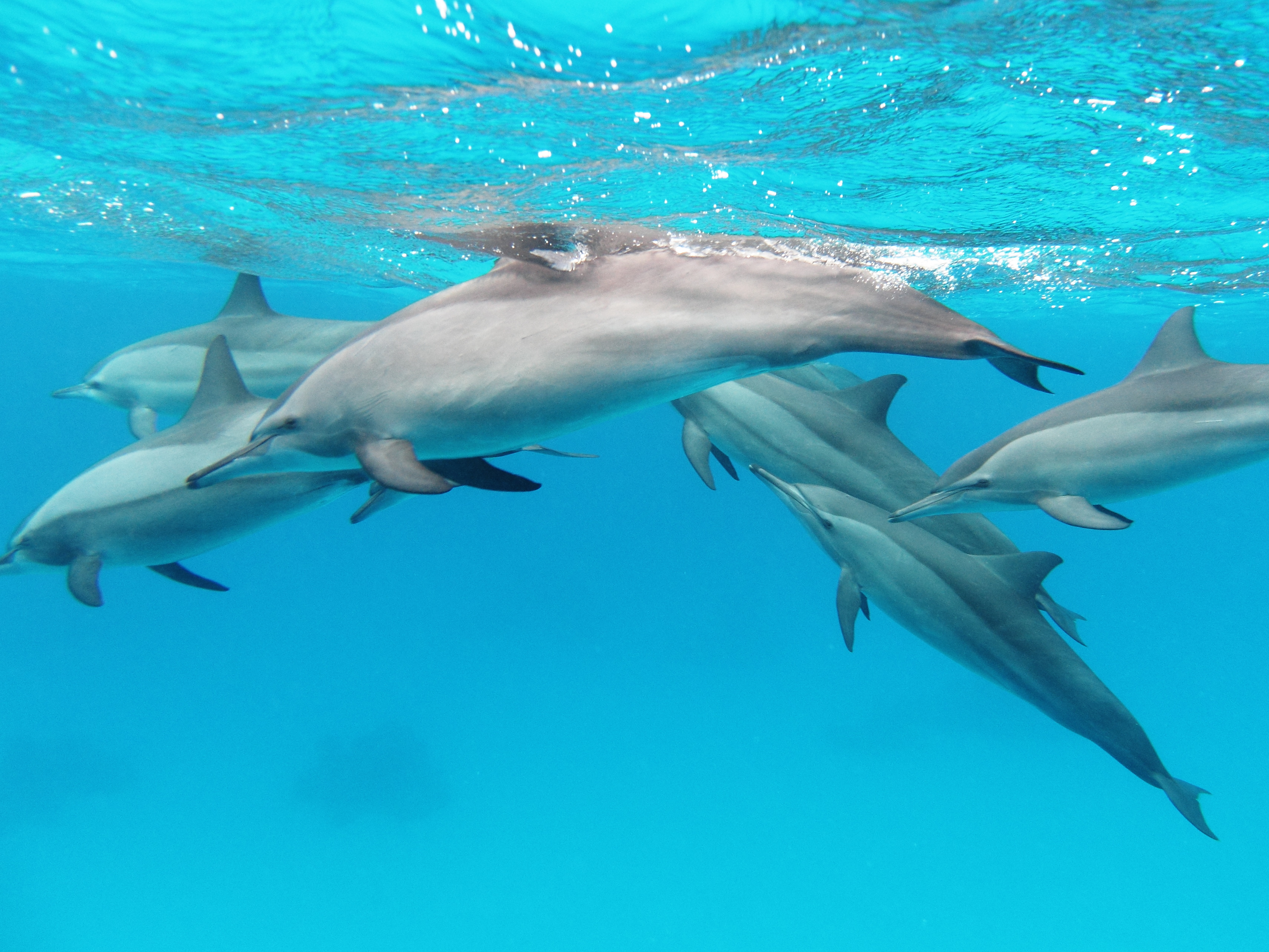 A pod of spinner dolphins in the Red Sea © Wikimedia Commons