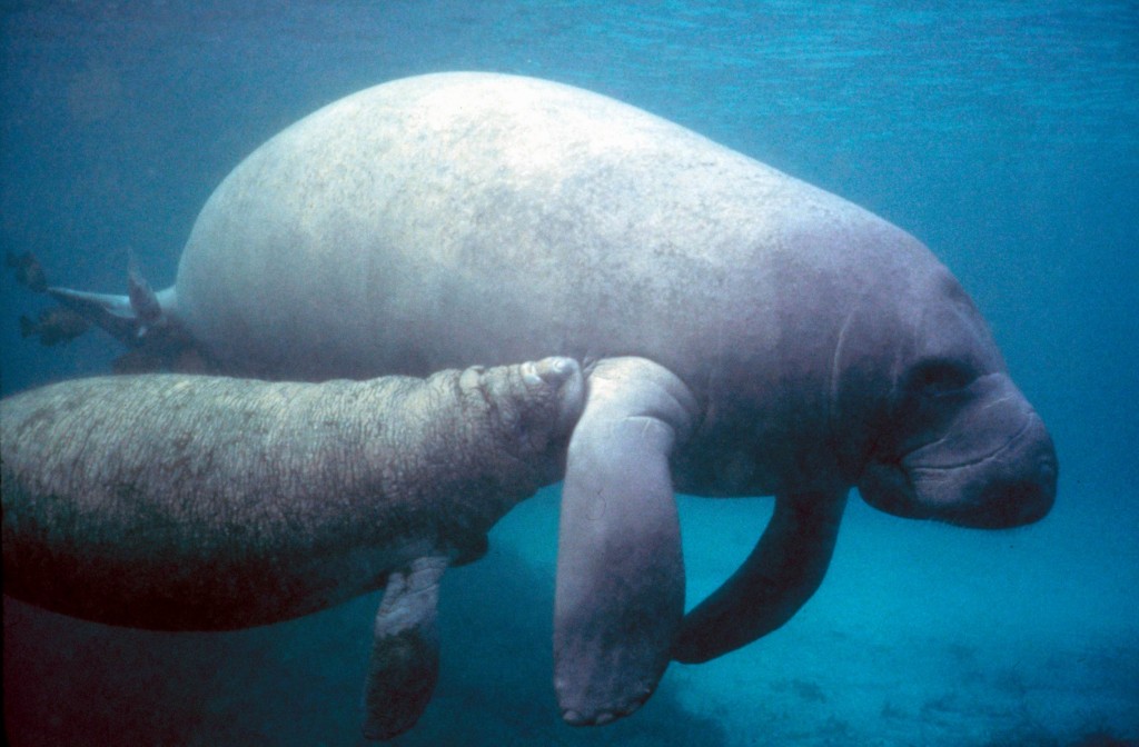 Two Amazonian manatees in South American waters © Wikimedia Commons
