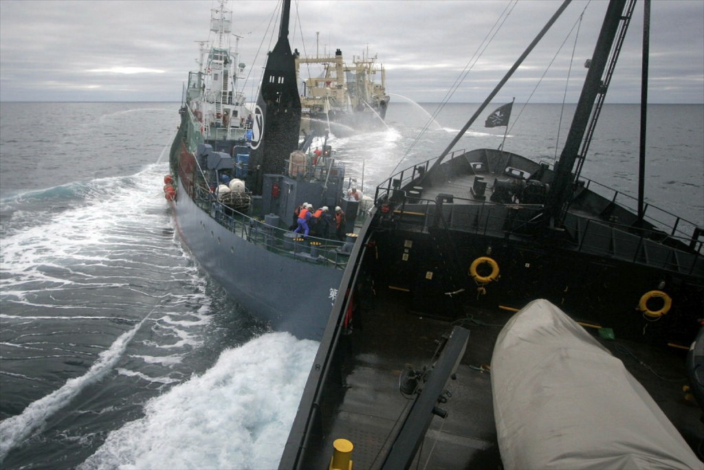 Steve Irwin collides with the Yushin Maru No. 2 as Nisshin Maru processes minke. © Adam Lau