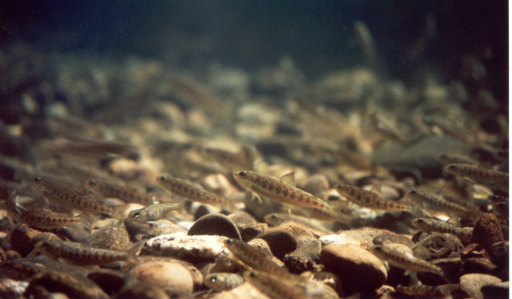 "You can have continuous “trickle escapes” from when they are put out as small smolts (Smoltification: salmon transition from living in freshwater as a juvenile to migrating to sea to grow and mature).” © Wikimedia Commons