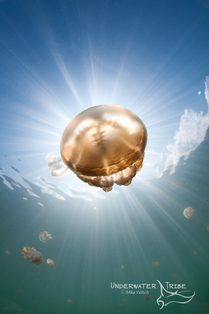 Jellyfish and Sunbeams
