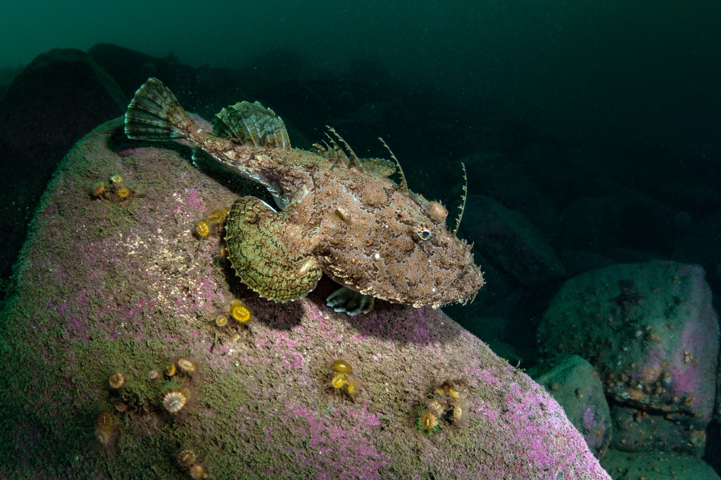 An adult monkfish rests on a rock © George Stoyles & Richard Shucksmith