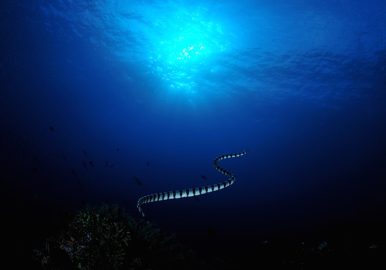 "The activity is definitely hotting up, but we are shocked and saddened to discover that the population of green and banded sea snakes at Gili Manuk is severely depleted." © Aaron Wong